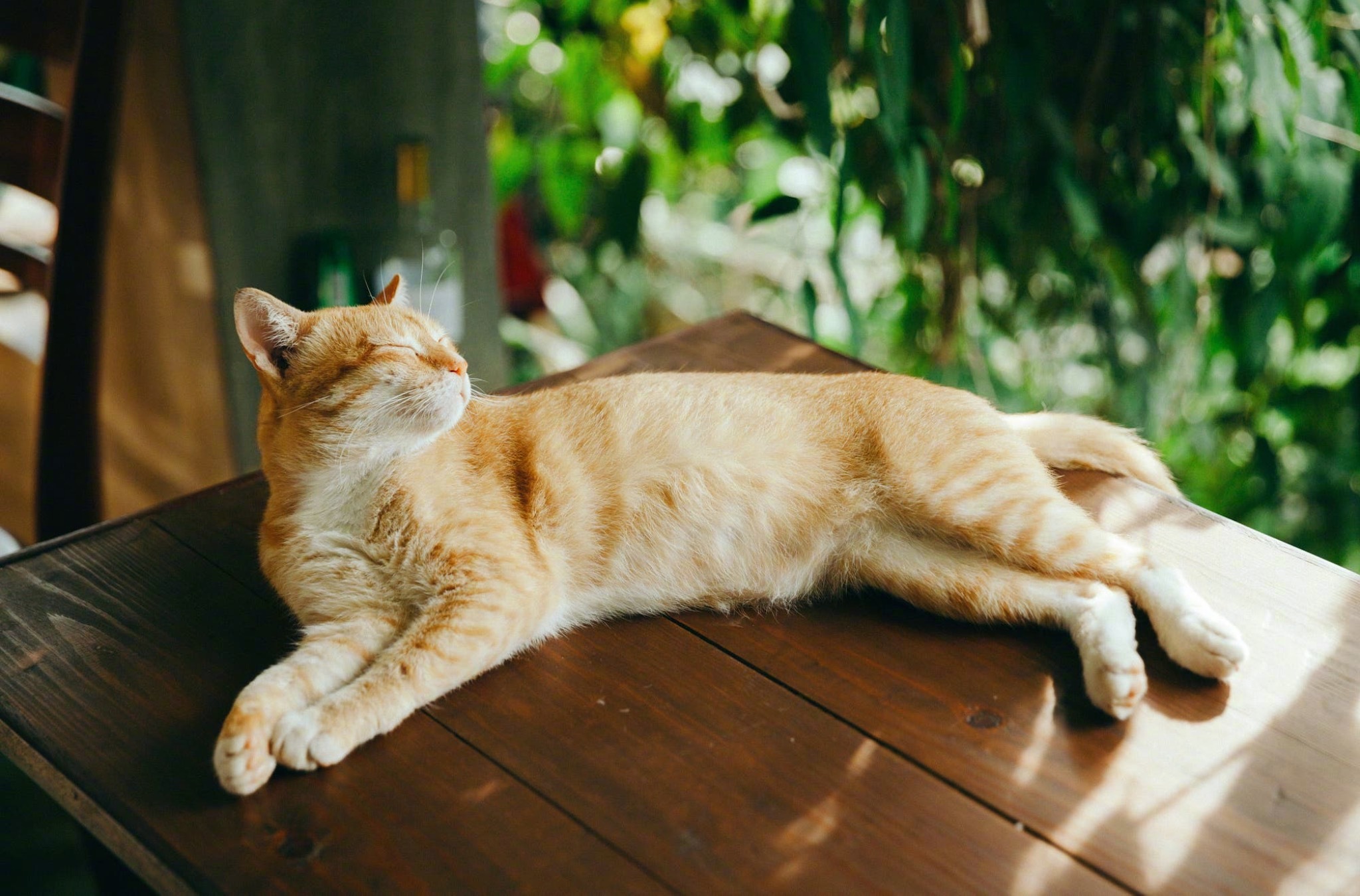 乌克兰巨猫是真的.乌克兰巨猫 是真是假?-第1张图片