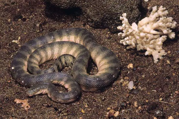 62年巨型海蛇之谜.我想看巨型海蛇-第2张图片