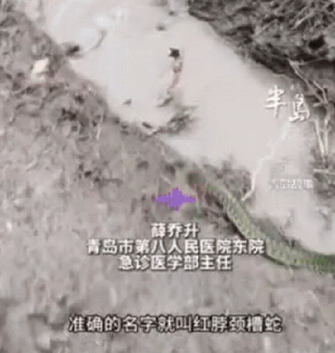 【辽宁挖出来大蛇,辽宁修路挖出17米大蛇】-第1张图片