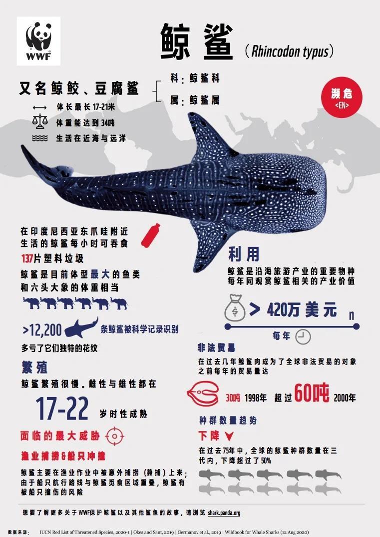 梅尔维尔鲸vs大王乌贼,梅尔维尔鲸打得过巨齿鲨吗-第1张图片