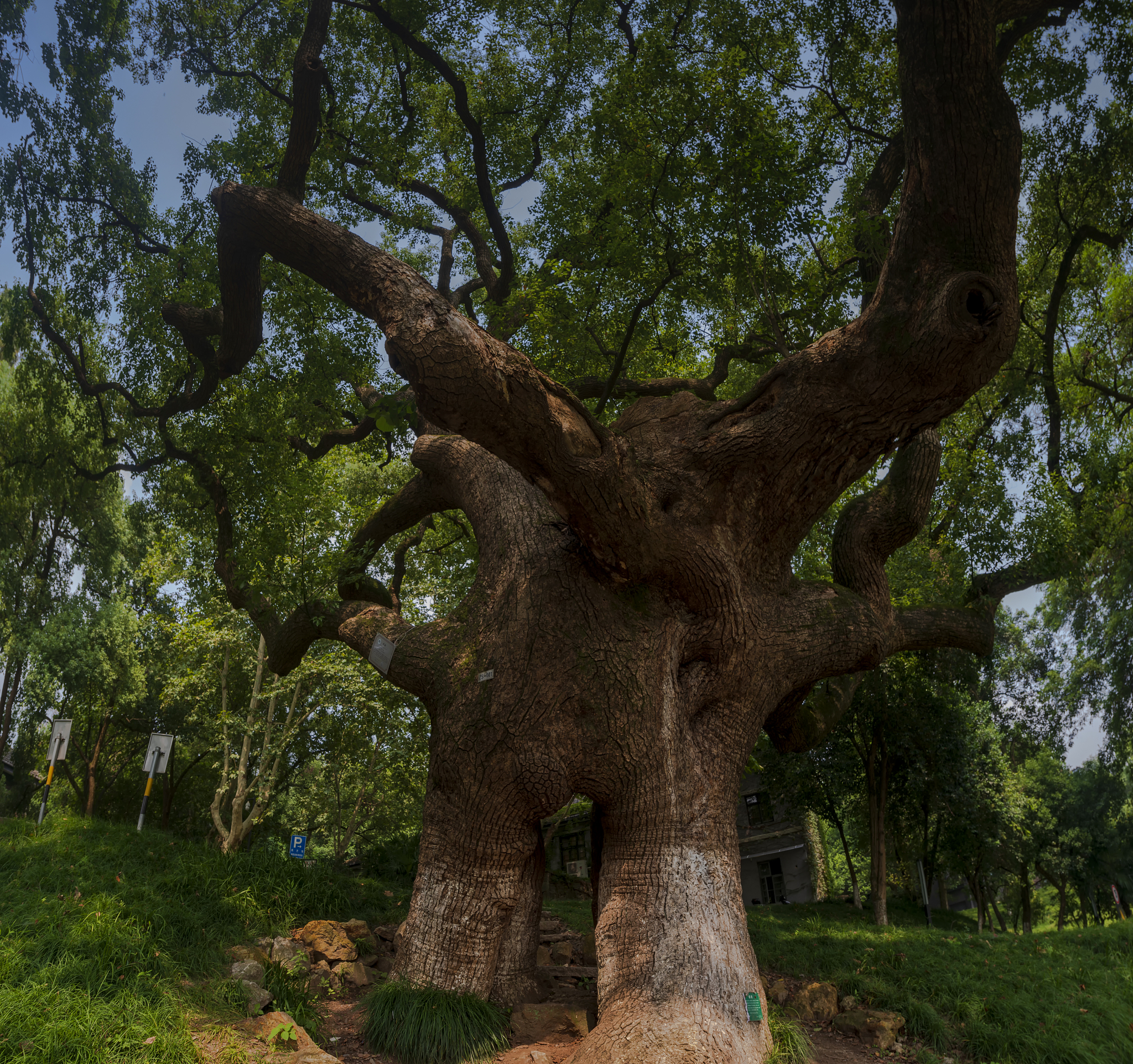 “广州地区樟树有疫情吗” 广东樟树？-第1张图片
